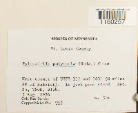 Pylaisiella polyantha image