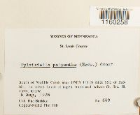 Pylaisiella polyantha image