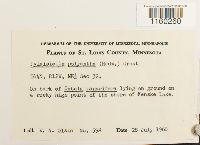 Pylaisiella polyantha image