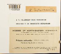 Pylaisiella polyantha image