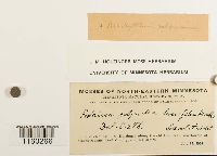 Pylaisiella polyantha image