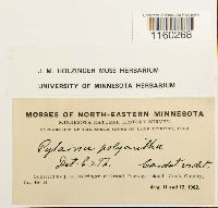 Pylaisiella polyantha image