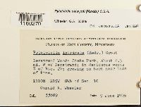 Pylaisiella selwynii image