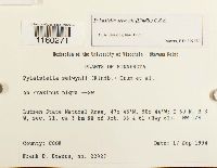 Pylaisiella selwynii image