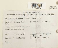 Pylaisiella selwynii image