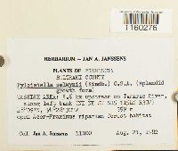 Pylaisiella selwynii image