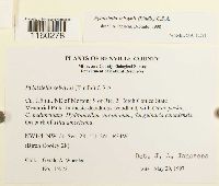 Pylaisiella selwynii image