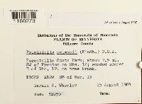 Pylaisiella selwynii image