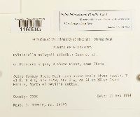 Pylaisiella selwynii image