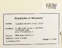 Pylaisiella selwynii image