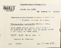 Pylaisiella selwynii image