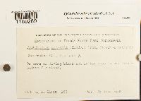 Pylaisiella selwynii image