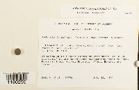 Pylaisiella selwynii image