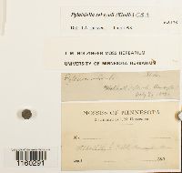 Pylaisiella selwynii image