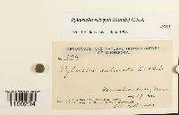 Pylaisiella selwynii image