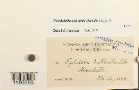 Pylaisiella selwynii image