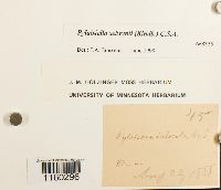 Pylaisiella selwynii image