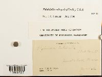 Pylaisiella selwynii image