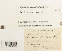 Pylaisiella selwynii image