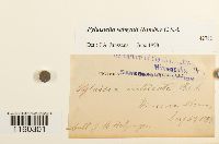 Pylaisiella selwynii image