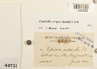 Pylaisiella selwynii image