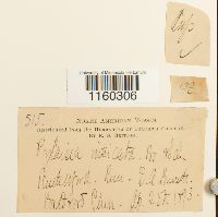 Pylaisiella intricata image