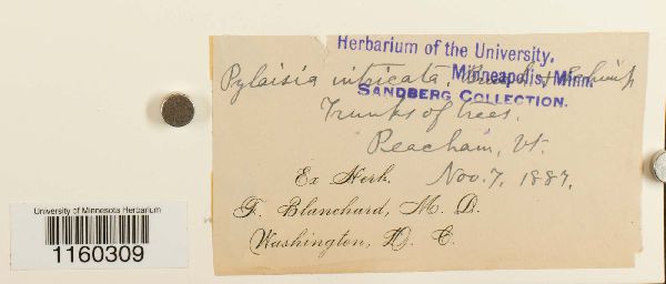 Pylaisiella intricata image