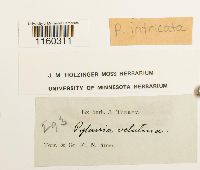 Pylaisiella intricata image