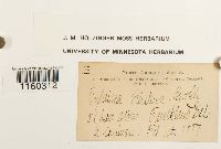 Pylaisiella intricata image