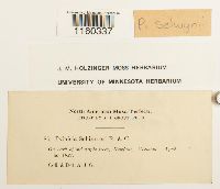 Pylaisiella selwynii image