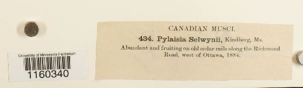 Pylaisiella selwynii image