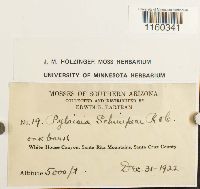 Pylaisiella selwynii image