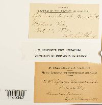 Pylaisiella selwynii image