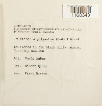 Pylaisiella polyantha image