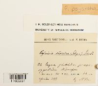 Pylaisiella polyantha image