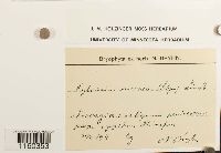 Pylaisiella polyantha image