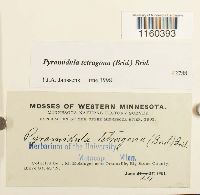 Pyramidula tetragona image