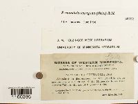 Pyramidula tetragona image