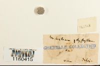 Pyramidula tetragona image