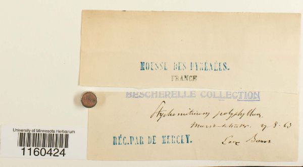 Pyramidula tetragona image