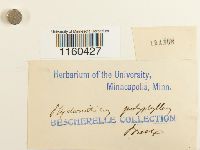 Pyramidula tetragona image