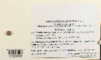 Thumbnail image of current specimen