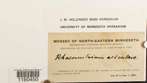 Codriophorus acicularis image