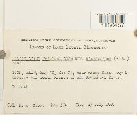 Bucklandiella microcarpa image