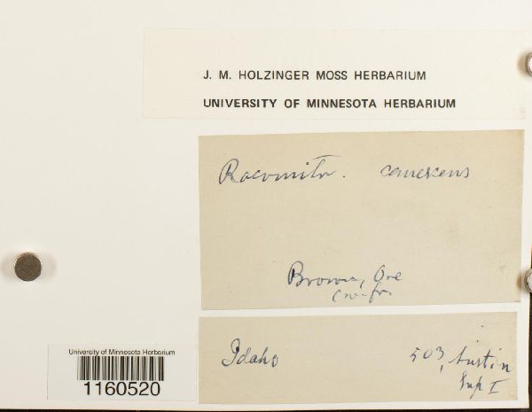 Racomitrium canescens image