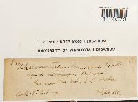 Racomitrium fasciculare image