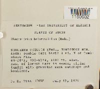 Racomitrium heterostichum image