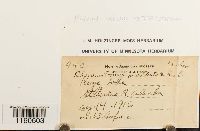 Racomitrium heterostichum image