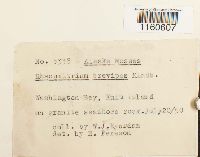 Racomitrium heterostichum image