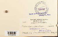 Racomitrium heterostichum image